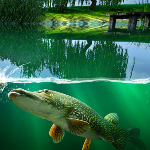 Willow Pond Fishing