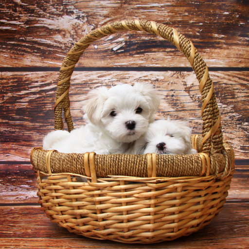Puppy Puzzle Puppy Puzzle